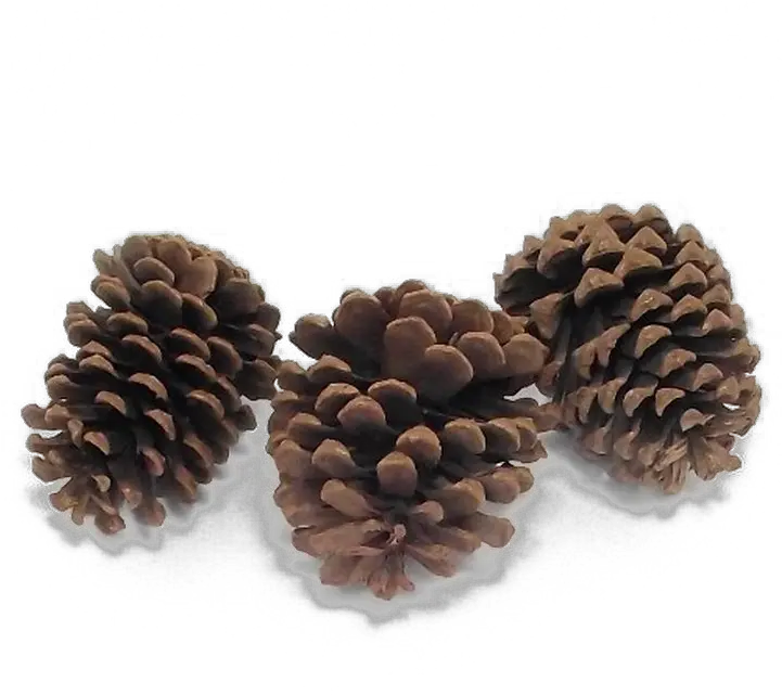  Pine Cone Png High Quality Image Png Arts Mexican Pinyon Pine Cone Png