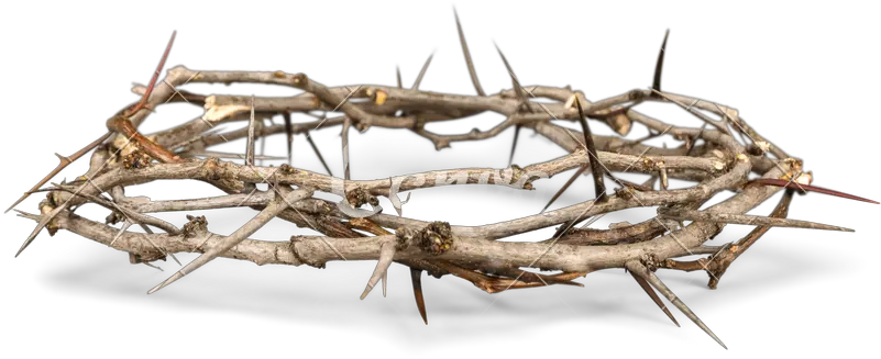  Thorns Transparent Background Png Snow Crown Of Thorns Transparent Background