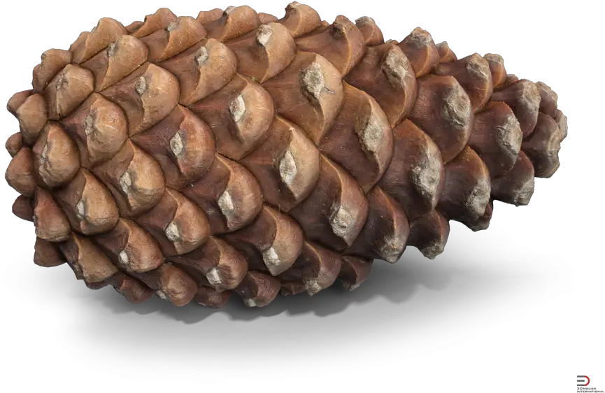  Pine Cone 3d Model Cgstudio Pinecone Free 3d Model Png Pine Cone Png