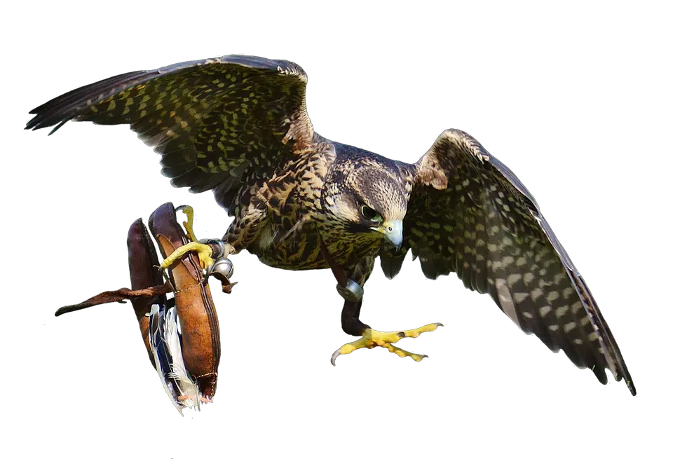  Download Free Falcon Birds Png Transparent Images Bird Attack Png Icon Falcon Png