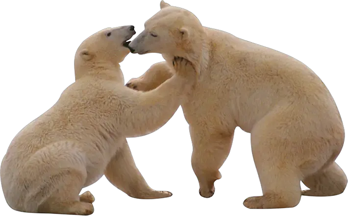  Polar Bear Png Polar Bear Gif Png Polar Bear Png