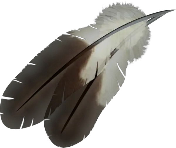  Feather Png Eagle Feather Feather Transparent Background