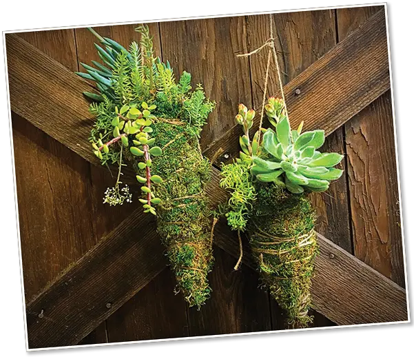  Omg I Killed My Japanese Maple High Hand Nursery Succulent Kokedama Png Japanese Maple Png
