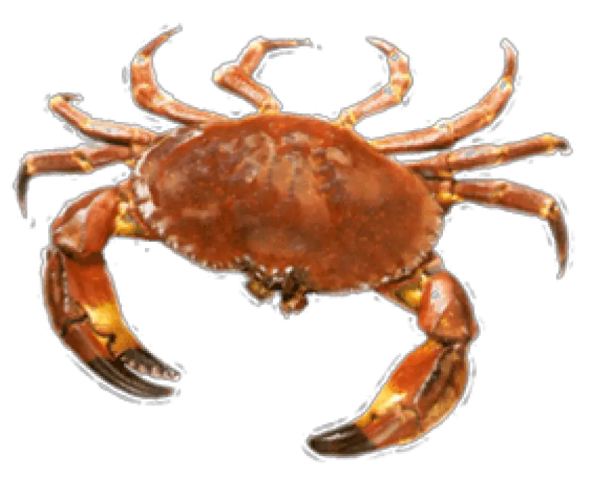  Png Crab Transparent Background Crab Png Crab Transparent Background