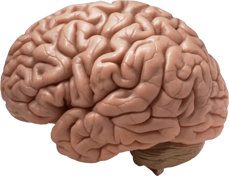  Brain Transparent Png 1 Image Does A Brain Look Like Brain Transparent Image