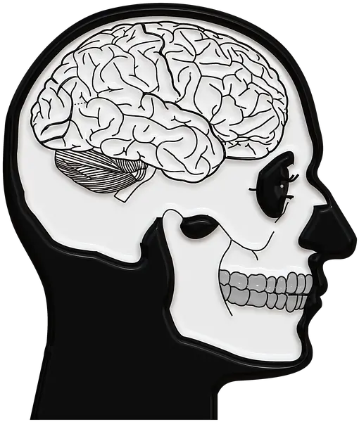  Free Photo Skull Brain And Crossbones Death Coils Focus Understanding How The Brain Works Answer Key Png Skull And Crossbones Transparent Background