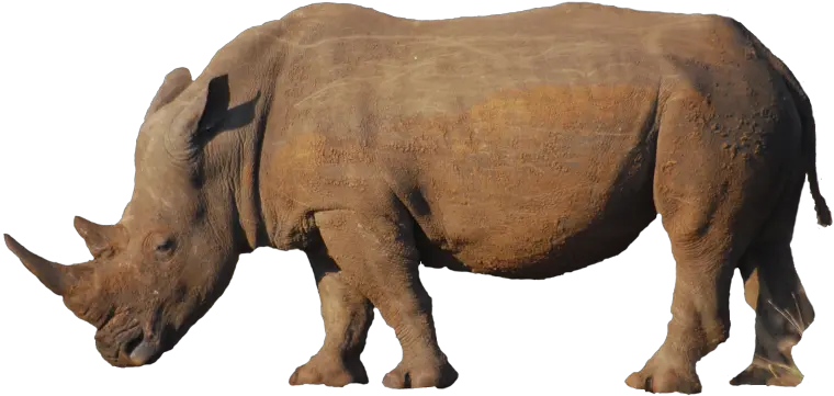  Background Free Download Me 1600x1200 Rhino Png Rhino Transparent Background