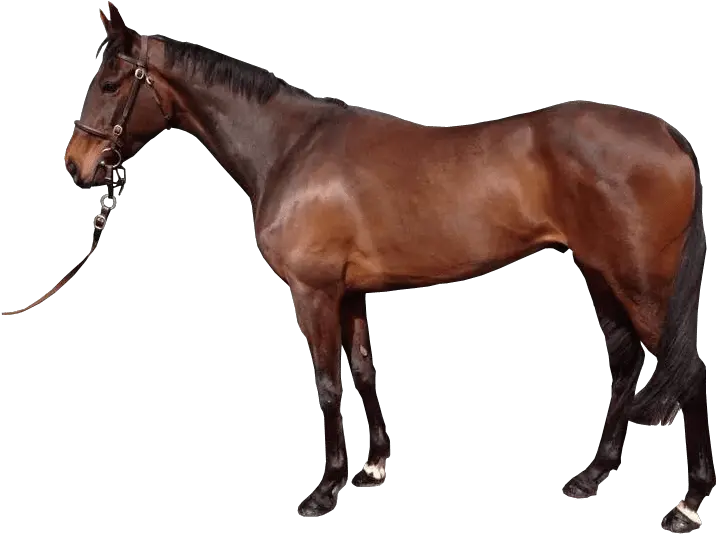  Reigns Transparent Background Image Brown Horse Transparent Background Png Horse Transparent Png