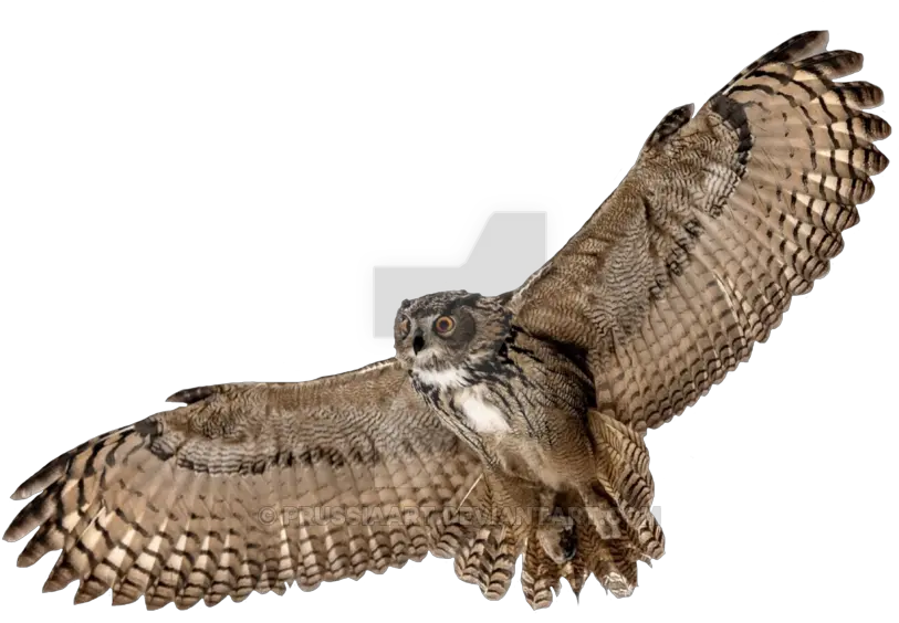  Download Hd Barn Owl Png Picture Flying Owl Transparent Background Owl Transparent Background