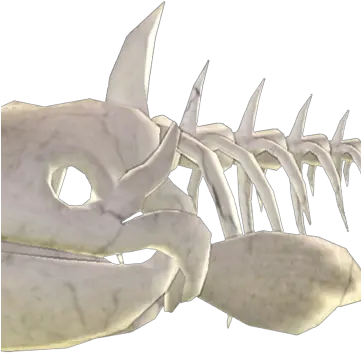  Fish Artifact Png Fish Skeleton Png