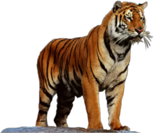  Tiger Png Transparent Background Image For Free Download 16 Tiger High Resolution Tiger Transparent