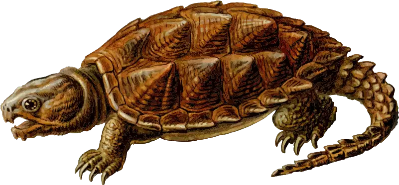  Snapping Turtle Png Transparent Images Alligator Snapping Turtle Png Turtle Clipart Png