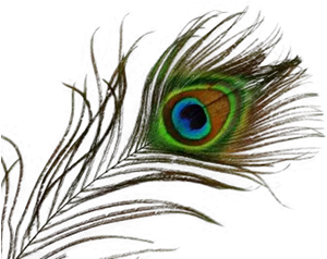  Family Therapy Peacock Bird Eye Images 3124 Peacock Feather High Resolution Png Peacock Feather Png