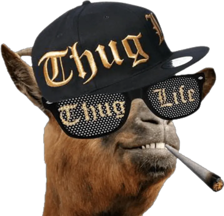  Thug Life Llama Transparent Png Thug Life Emoji Png Snoop Dogg Png