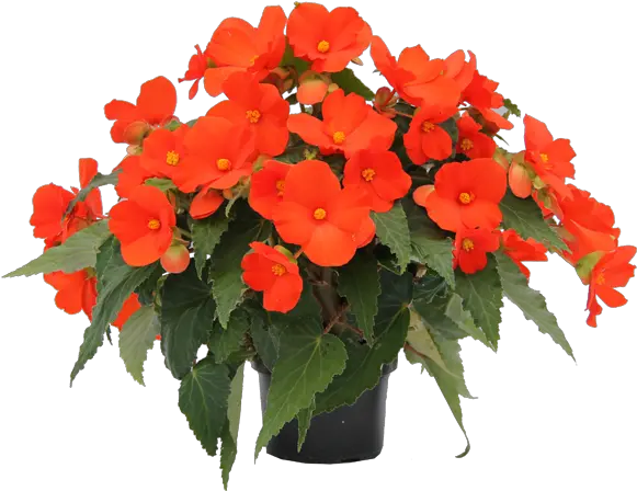  Orange Begonia Plant Transparent Image Png Background