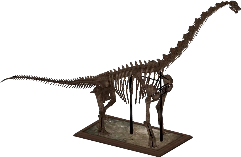  Download Hd Brachiosaurus Skeleton Zt2 Dinosaur Skeletons Brachiosaurus Skeleton Png Dinosaur Skull Png