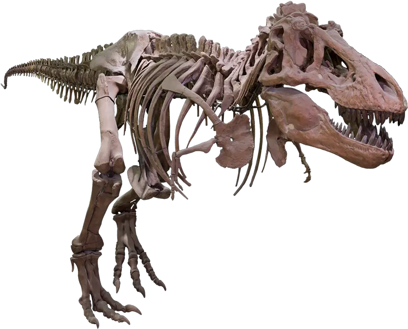  Bone T Rex Transparent Png Clipart T Rex Skeleton Png Dinosaur Skull Png