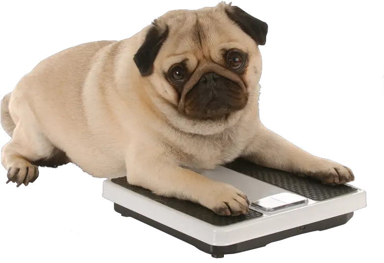  Transparent Pugs Am I Fat New Resolutions For Pets Png Pug Transparent Background