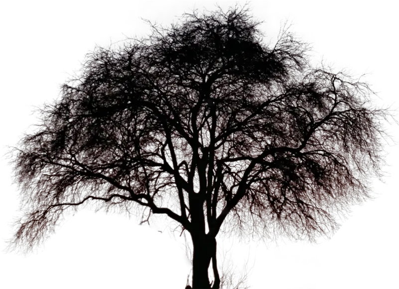  Big Tree Pngs Free Files In Big Tree Silhouette Png Big Tree Png