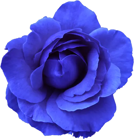  Flower Rose Blue No Back Free Images Vector Flowers On A Transparent Background Png Rose Vector Png