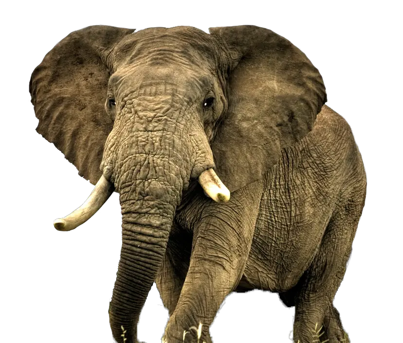  Download Elephant Free Png Transparent Most Beautiful Animal In Africa Elephant Transparent Background