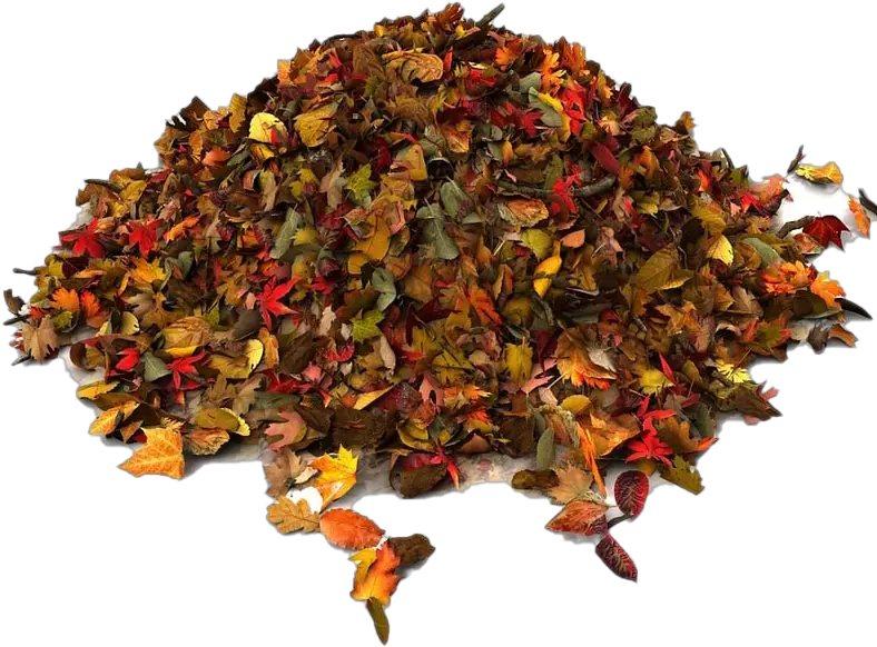  Pile Of Autumn Leaves Png File Pile Of Autumn Leaves Png Autumn Leaves Png