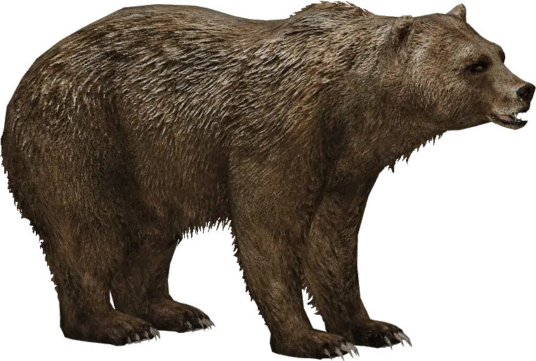  Download Grizzly Bear Short Faced Bear Png Grizzly Bear Png