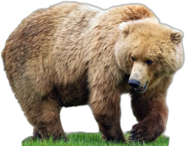  Bear Png Hd Transparent Background Bear Png Grizzly Bear Png