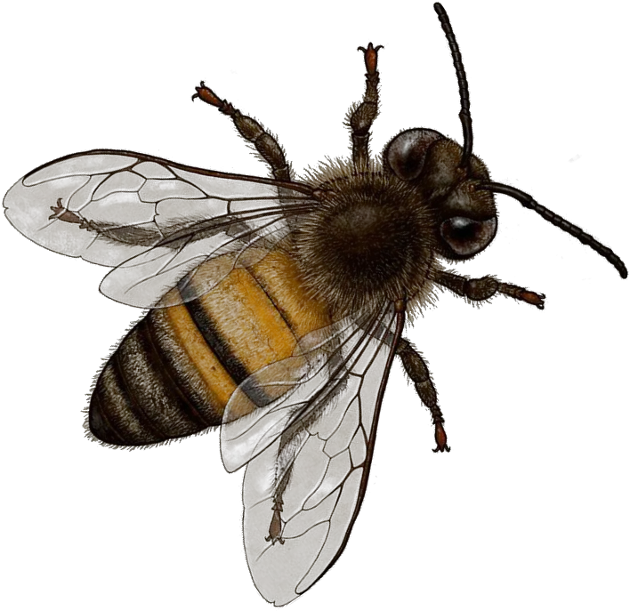  Png Image With Transparent Background Transparent Background Bee Png Bee Transparent Background