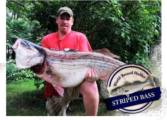  World Record Striper Company Fishing Tackle World Record Striped Bass Png Bass Fish Icon