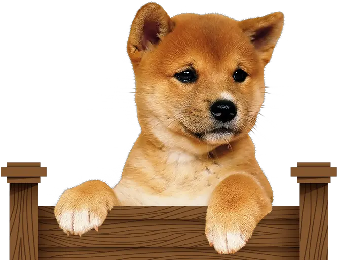  Shibe Pupper Transparent Png Clipart Shiba Inu Puppy Transparent Shiba Inu Png