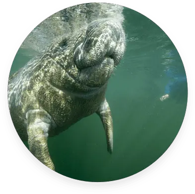  Manatees Crystal River Birdu0027s Underwaterac Birds Underwater Significa La Palabra Endémico Png Manatee Png