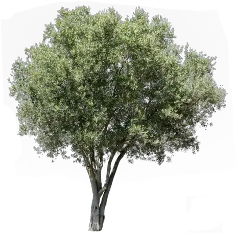  Mediterranean Trees Transparent Background Olive Tree Png Tree Cutout Png