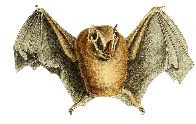  Cute Image Of Bat Lifting Its Wings Big Brown Bat Png Bat Wings Png