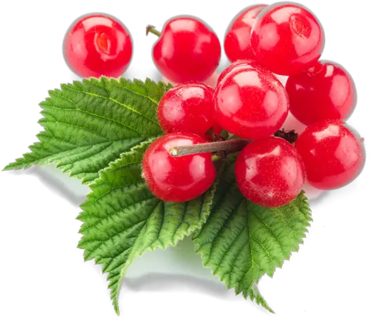  Growing Nanking Cherry Usu Extension Nanking Cherry Png Cherry Png