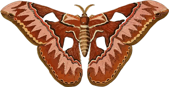  1 Free Moth Butterfly Images Moth Clipart Png Moth Transparent Background