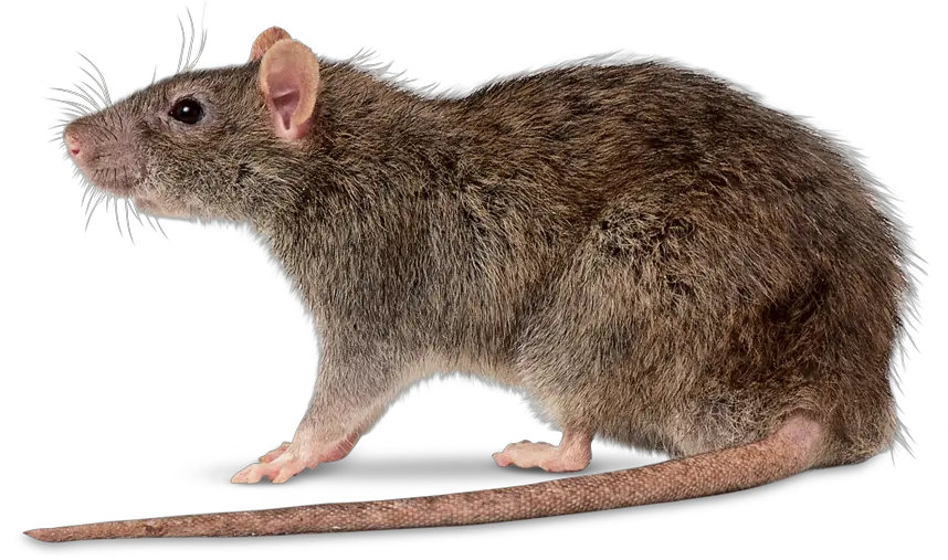  Rat Control Catchers Swatpest Rattus Norvegicus Png Rat Transparent Background