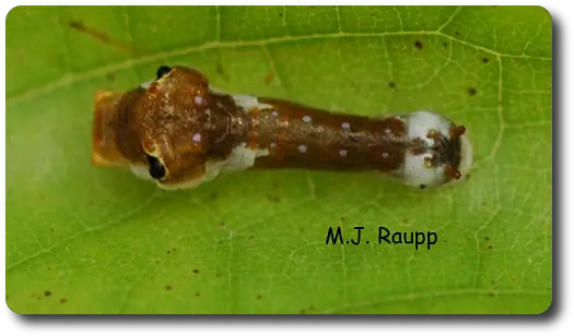  Download Bird Droppings Snake Eyes Dead Leaves Spicebush Spicebush Swallowtail Png Snake Eyes Png