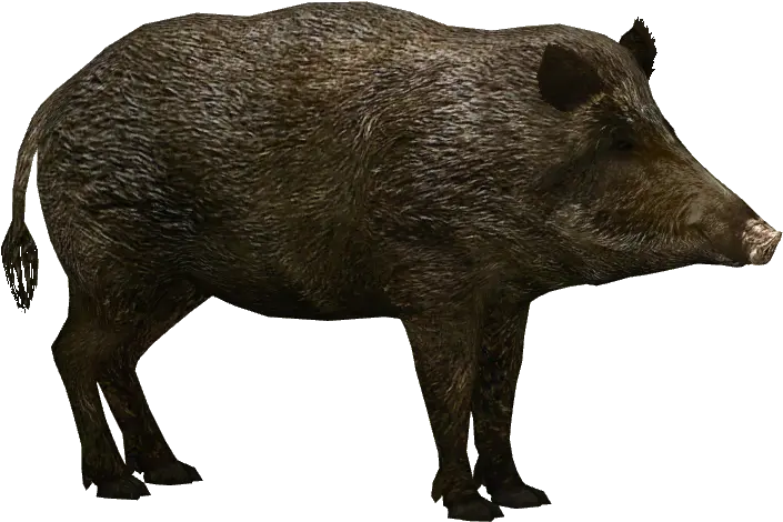  Hd Transparent Wild Boar Wild Boar Png Pig Transparent Background