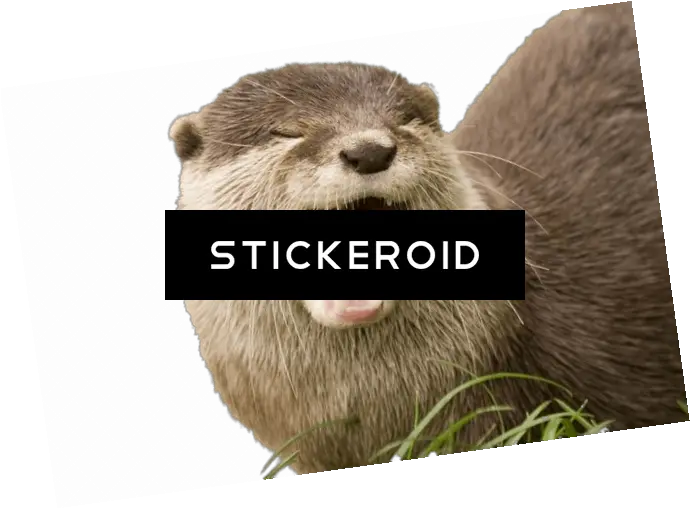  Download Hd Yawning Otter North American River Otter Otter Png Otter Png