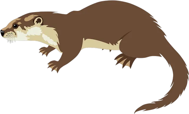  Otter Animal Wildlife Free Vector Graphic On Pixabay Otter Cartoon Png Otter Png