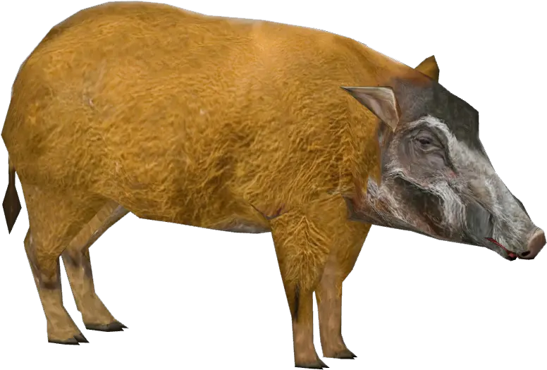  Red River Hog Dutchdesigns Zt2 Download Library Wiki Animal Figure Png Hog Png