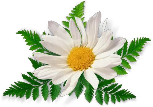  Chamomile Png Transparent Images Patanjali Honey Orange Face Wash Daisy Transparent Background