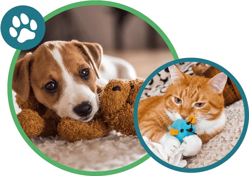  About The Kaaws Clinic Friendly Houston Veterinarians Dog Supply Png Cat Toy Icon