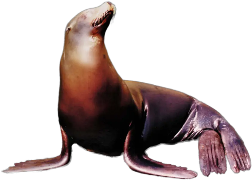  Sea Lion See Lion Png Sea Lion Png