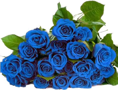  Download Blue Roses Png Blue Roses Png Hd Png Image With Blue Roses Transparent Background Rose Png Hd