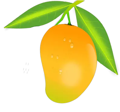  Mango Png Image Fruits Images Drawing Food Mango Images Hd Fruit Tree Png