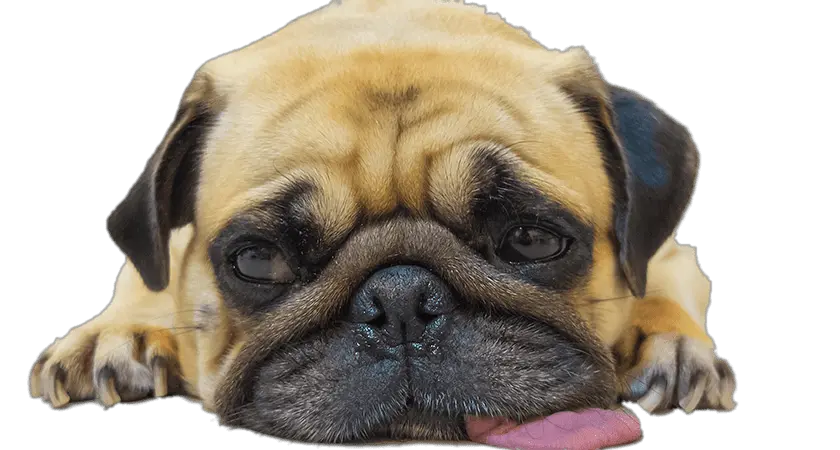  Pug Face Png Happy Easter Pug Pug Face Png