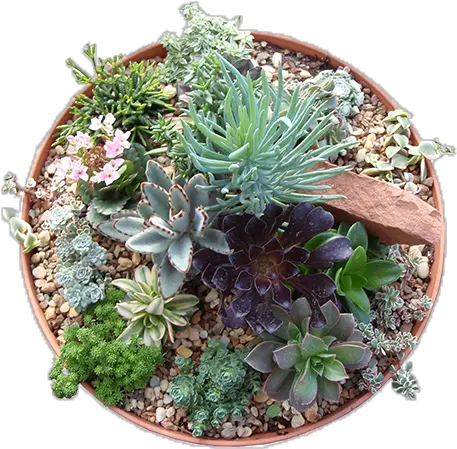  Plants Top View Png Flower Pot Top Png Succulent Icon Transparent