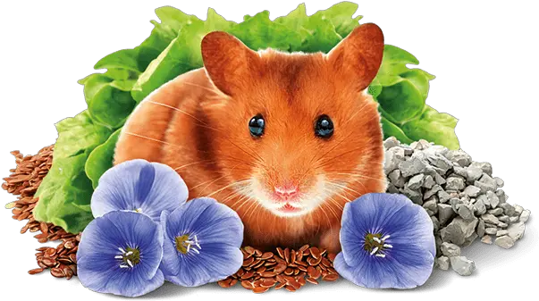  Download Hamster Brit Hamster Food Png Hamster Png